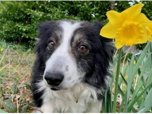 JIM - Border Collie Photo