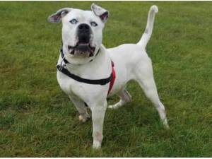 STILTON - American Bulldog Photo