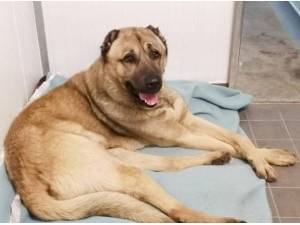 RAMBO - Anatolian Shepherd Photo