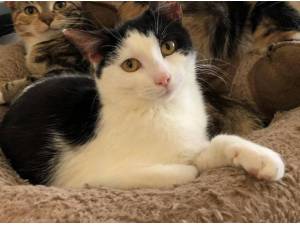 BLACK BEAUTY - Domestic Shorthair
crossbreed Photo