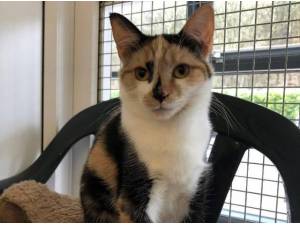 TOKYO - Domestic Shorthair
crossbreed Photo