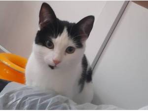 APRIL - Domestic Shorthair
crossbreed Photo