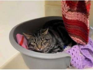 SARGE - Domestic Shorthair
crossbreed Photo
