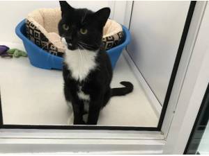 HELIX - Domestic Shorthair
crossbreed Photo