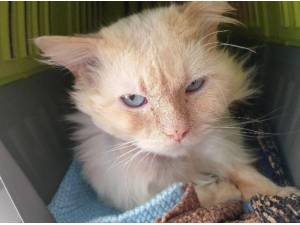 FABIO - Domestic Longhair
crossbreed Photo