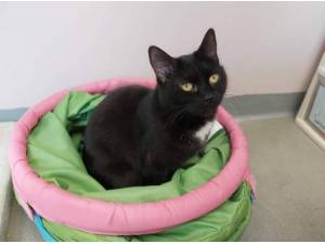 PEPSI - Domestic Shorthair
crossbreed Photo