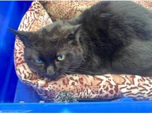 JONESY - Domestic Shorthair
crossbreed Photo