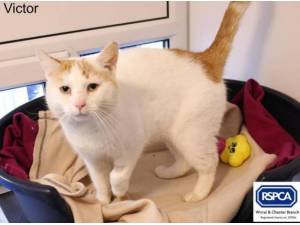 VICTOR FIV POSITIVE - Domestic Shorthair
crossbreed Photo