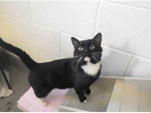 HEATH - Domestic Shorthair Photo