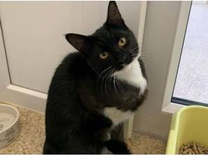 STITCH - Domestic Shorthair
crossbreed Photo