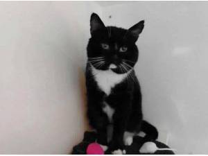 GEPPETTO - Domestic Shorthair Photo