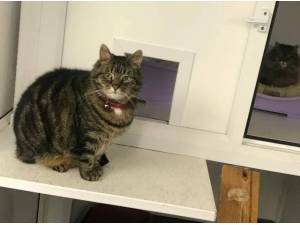 CHICO - Domestic Shorthair
crossbreed Photo