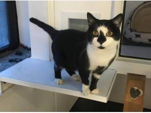 JEEVES - Domestic Shorthair
crossbreed Photo