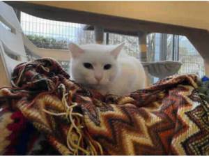 ISABELLE - Domestic Shorthair
crossbreed Photo
