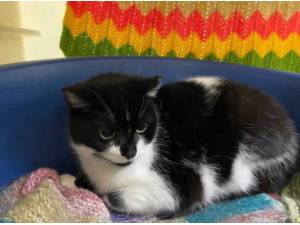 PINOT - Domestic Shorthair
crossbreed Photo