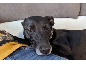 Gary - Male Lurcher Photo