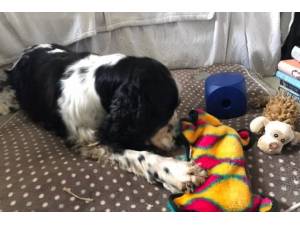 Tara - Female Spaniel (English Springer) Photo
