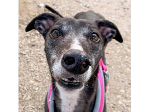 Ally - Female Greyhound Photo