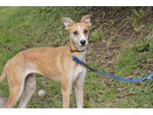 Ashley - Female Lurcher Photo