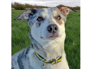 Benji - Male Border Collie Photo