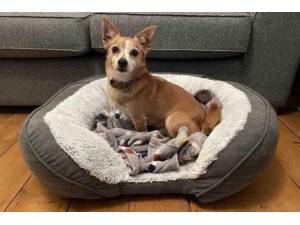 Biscuit - Male Jack Russell Terrier (JRT) Photo