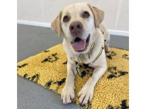 Bud - Male Labrador Photo