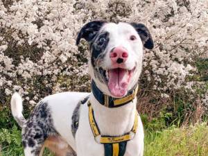 Captain - Male A Crossbreed Photo