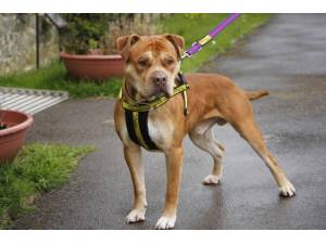 Creme Egg - Male American Bulldog Photo