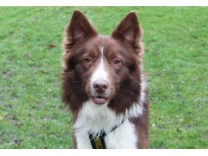 Duke - Male Border Collie Photo