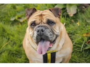 Farley - Female Bulldog: English Photo