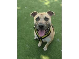Frank - Male Staffordshire Cross (SBT) Photo