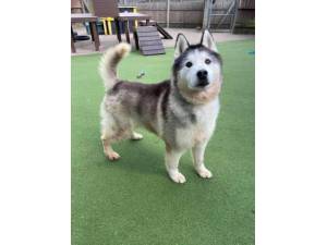 Hachi - Male Siberian Husky Photo