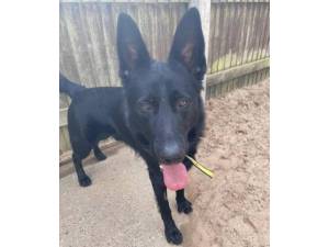 Kaiser - Male German Shepherd Dog (GSD / Alsatian) Photo
