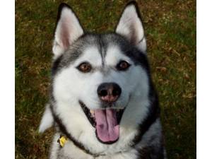 Kita - Female Siberian Husky Photo