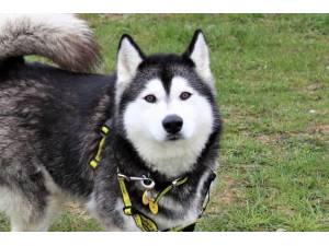 Koda - Female Siberian Husky Photo