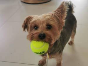 Koko - Female Terrier: Yorkshire Photo