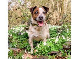 Maisy - Female Jack Russell Terrier (JRT) Photo
