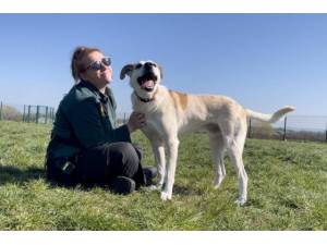 Merlin - Male A Crossbreed Photo