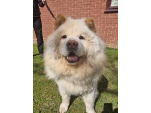Milo - Male Chow Chow Photo