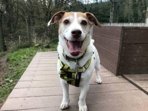 Nanook - Male Jack Russell Terrier (JRT) Photo