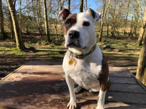 Nellie - Female Staffordshire Cross (SBT) Photo