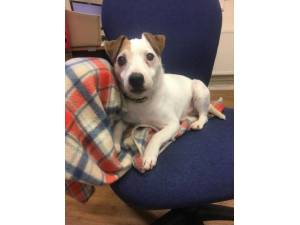 Pepper - Male Jack Russell Terrier (JRT) Photo