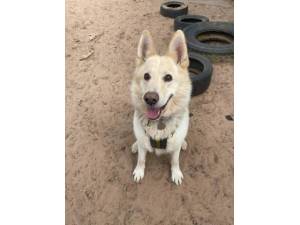Polar - Male German Shepherd Dog (GSD / Alsatian) Photo