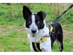 Rosco - Female Border Collie Photo