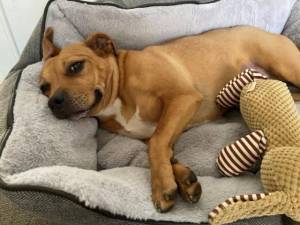 Scarlet - Female Staffordshire Bull Terrier (SBT) Photo