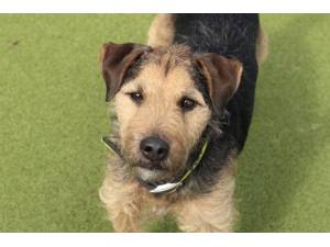 Trigger - Male Terrier Cross Photo