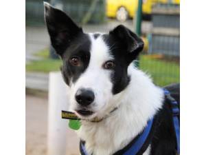 Wilbur - Male Border Collie Photo