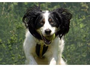 Zebedee - Male Spaniel Cross Photo