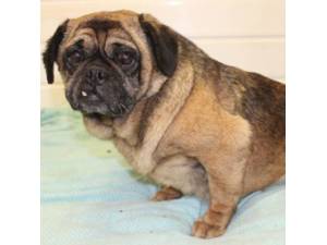 Clara - Female Pugalier (Cavalier King Charles Spaniel cross Pug) Photo