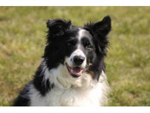 Bosco - Male Border Collie Photo